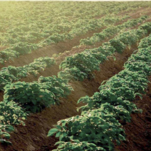 Artigo: Investimento tecnológico exige atenção aos processos legais